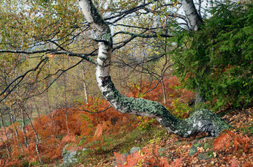 Autumn forest