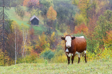 Cow on pasture