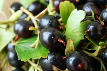 Pile of wet black currants, closeup