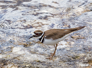 Killdeer