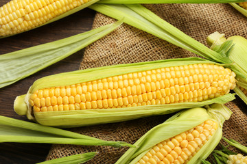 Fresh corn on cobs on sackcloth, closeup