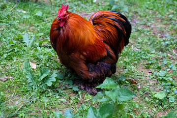 Cock on green grass background