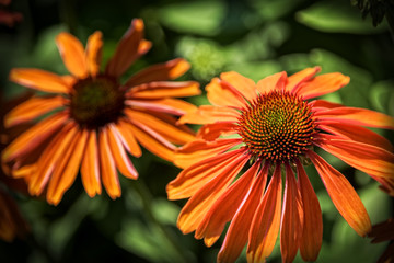 Black-Eyed Susan Daisy