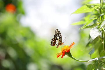 Butterfly on Zinnia flower