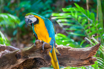 Colorful macaw