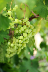 Grapes with green leaves on vine