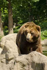 Obraz premium adult brown bear