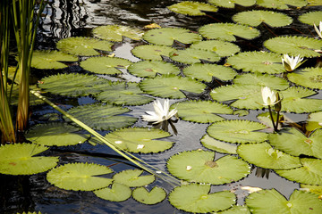 Lake and lilies