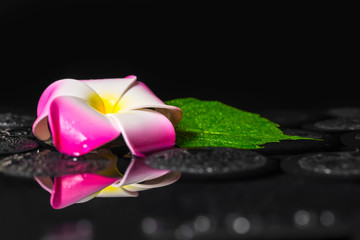 spa concept of green leaf hibiscus, plumeria with drops on zen b