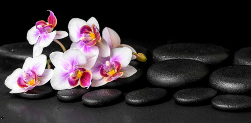 Fototapeta na wymiar beautiful spa background of purple orchid phalaenopsis on black