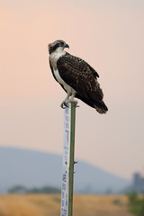 Osprey Looking Over its Shoulder