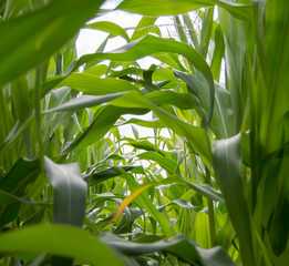 листья кукурузы на поле