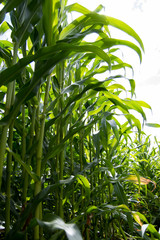 стволы кукурузы на поле