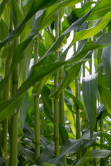 стволы кукурузы на поле