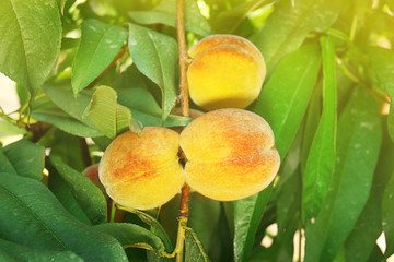 Branch of peach tree, closeup