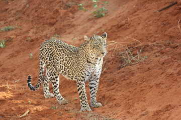 Leopard stolziert auf roter Erde