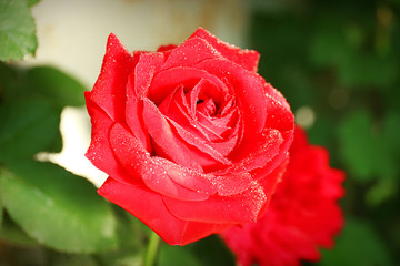 Beautiful bright roses in the garden