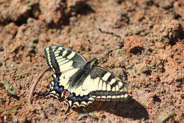 Schmetterling auf Lehmboden