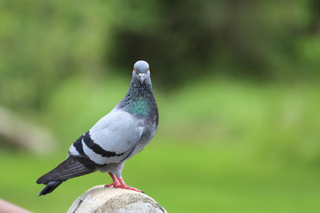 Pigeon in the garden