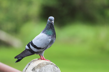 Pigeon in the garden