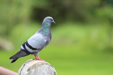 Pigeon in the garden