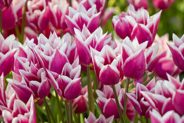 Obraz premium Exploding tulips flowers