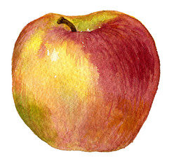 Apple drawing by watercolor