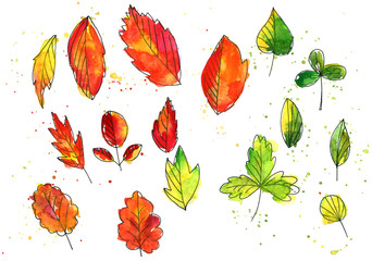 Obraz premium set of autumn and summer leaves in watercolor