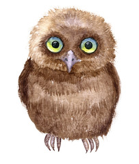 Little owl drawing by watercolor