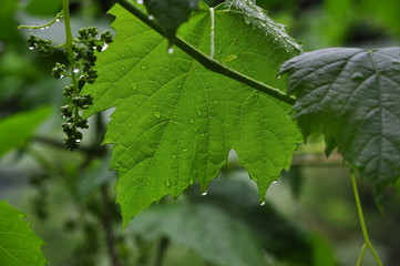Wassertropfen auf Weinrebe