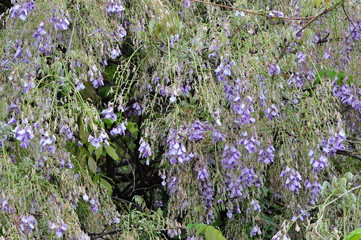 Glockenblumenstauch