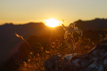 Edelweiss in den Alpen