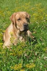 retriever dog in the grass