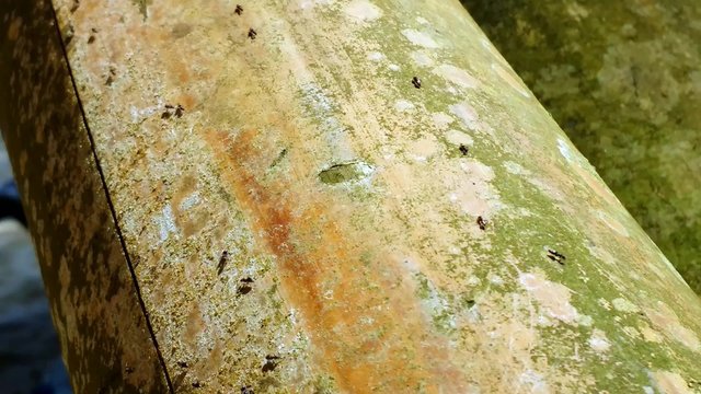 Des fourmis sur un tronc de bambou 