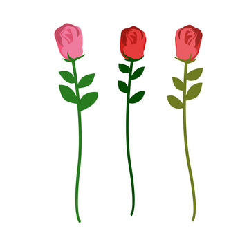 Set of three roses of different colors on a white background. Ve