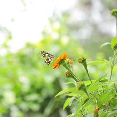 Butterfly on Zinnia flower 