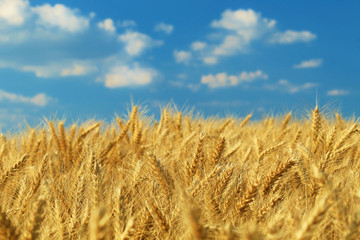 Fototapeta premium Wheat field against a blue sky