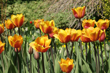 Yellow and orange tulips / Flower bed with  tulips