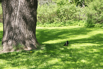 Russia / Centennial oak and raven in the park