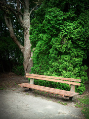 old wooden bench