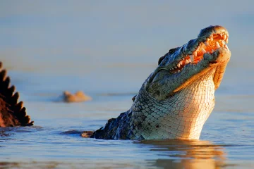 Selbstklebende Fototapete Krokodil Nilkrokodil steigt aus Wasser