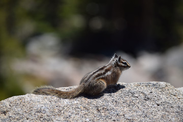 Chipmunk in Rocky Mountains