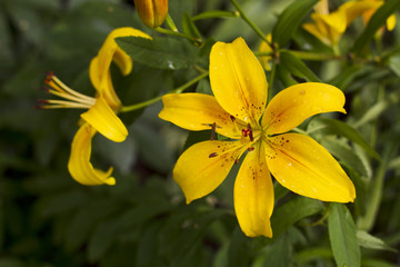 Yellow lily flowers.