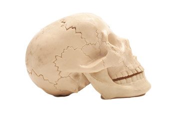 Human skull model isolated on white background