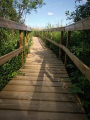 Obraz premium Wooden path going in middle of reeds.