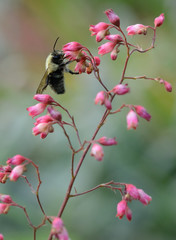 Bees in the Coralbells