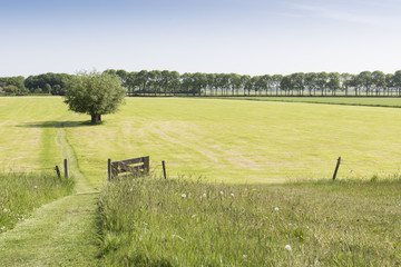 weg door weiland