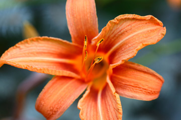 Daylily