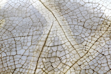 Stone 1