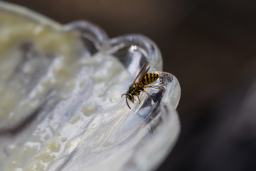 aufdringeliche wespen - stichgefahr